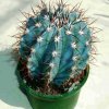 Melocactus_azureus